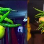 nimbu-mirch
